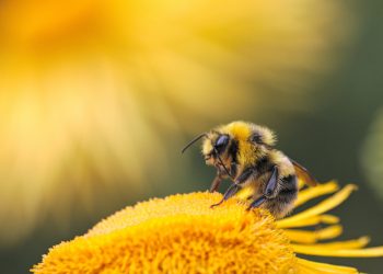 Foto di Dmitry Grigoriev su Unsplash