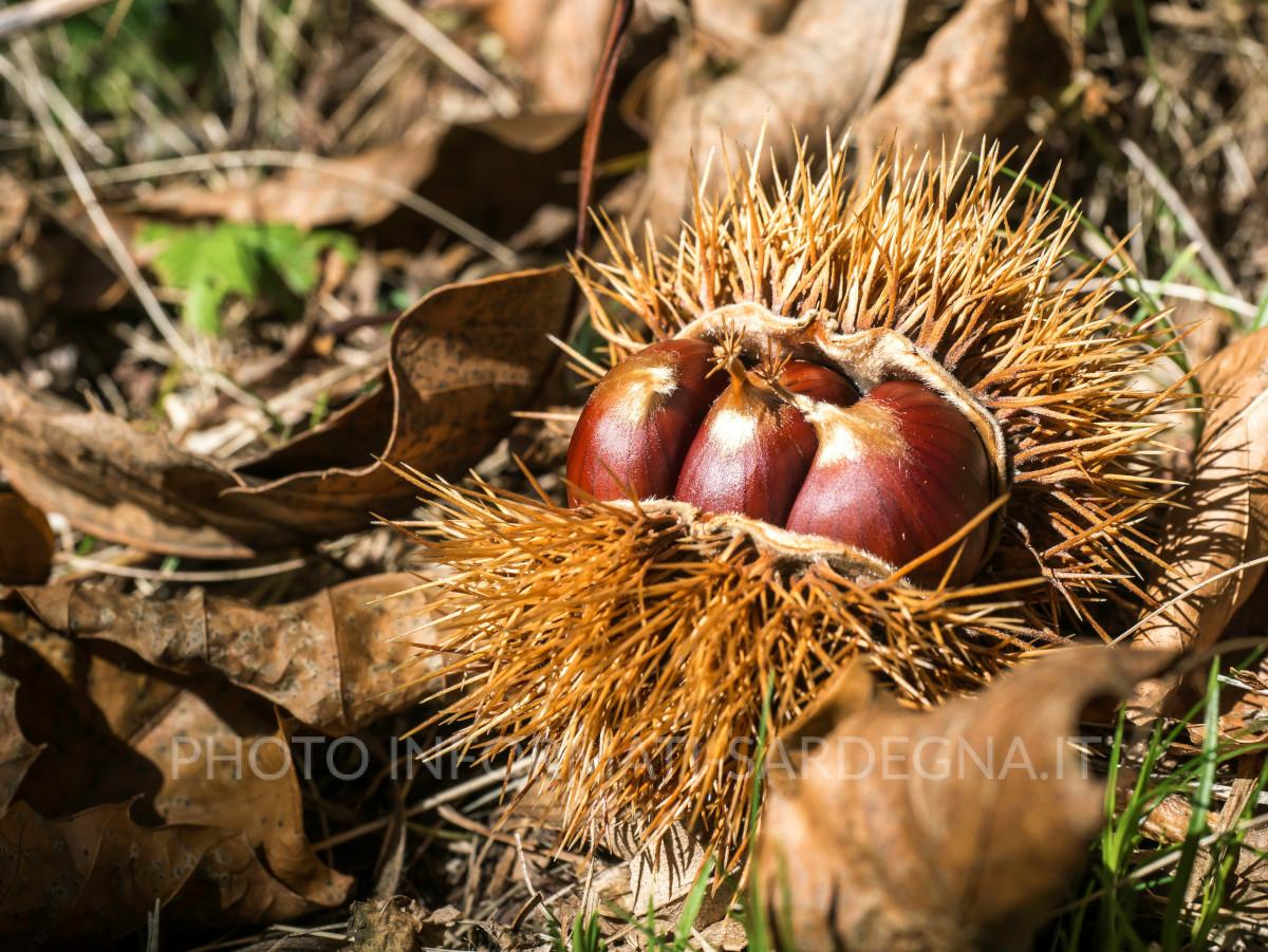 Castagne