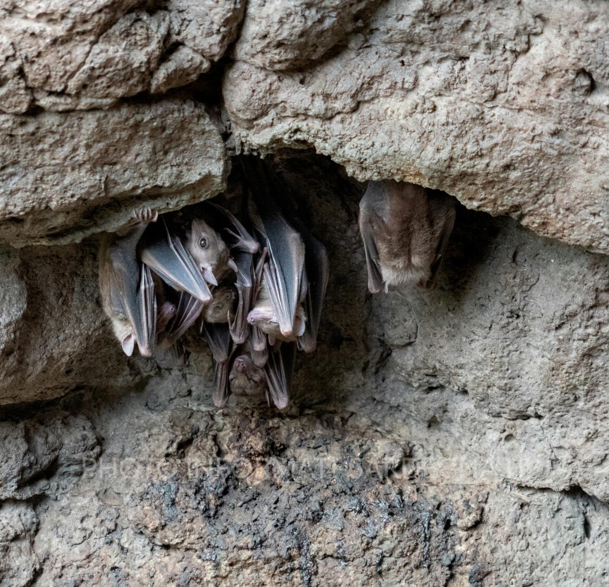 Pipistrelli. Foto di Jeffrey Hamilton su Unsplash