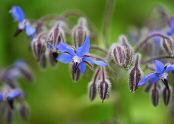 Borragine in fiore – Borago officinalis