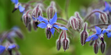Borragine in fiore – Borago officinalis