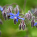 Borragine in fiore – Borago officinalis