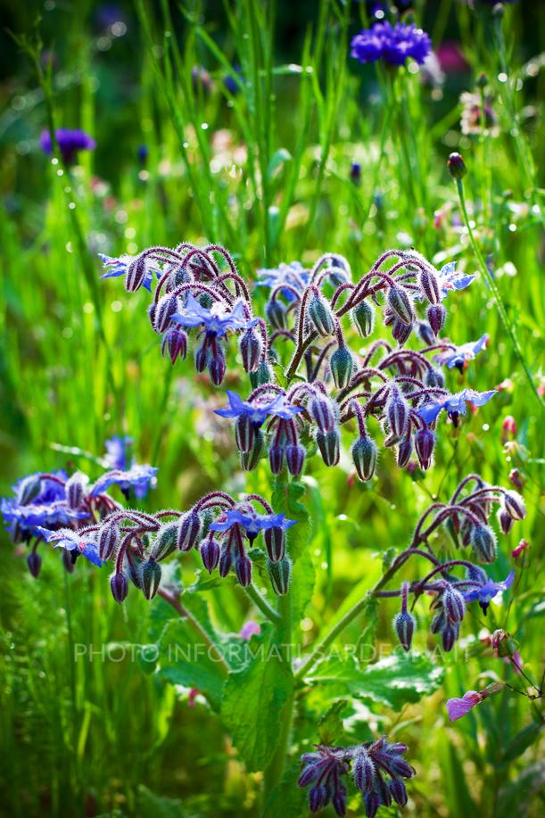 Fiori azzurri di borragine nei campi della Sardegna