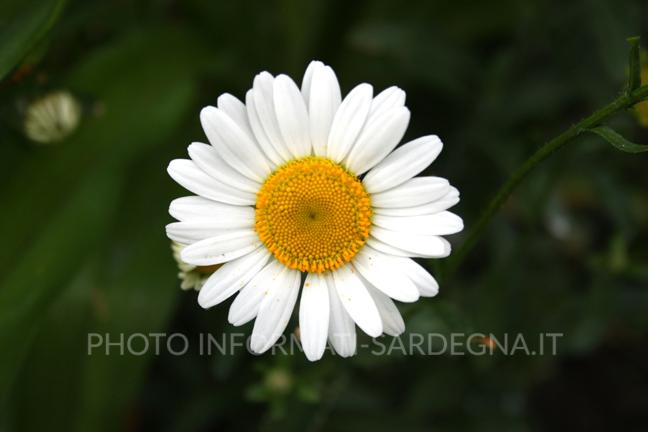 Fiore di camomilla. 