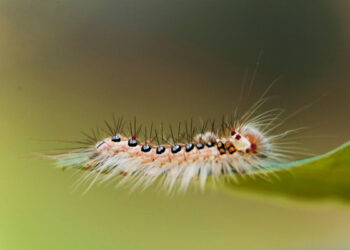 Foto di Rajnish Kumar Singh su Unsplash