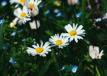 Fiori di camomilla (Matricaria chamomilla)