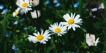 Fiori di camomilla (Matricaria chamomilla)