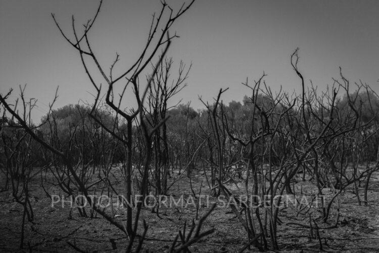 Incendio a Punta Molentis. Foto di William Krause su Unsplash