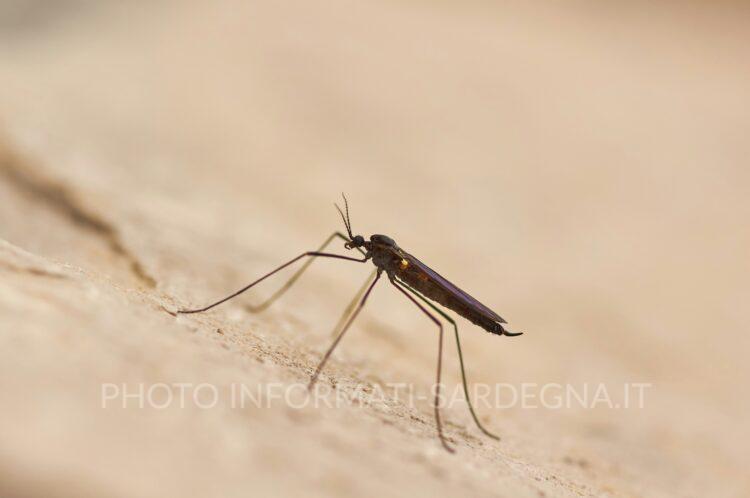 Zanzara. Foto di Wolfgang Hasselmann su Unsplash