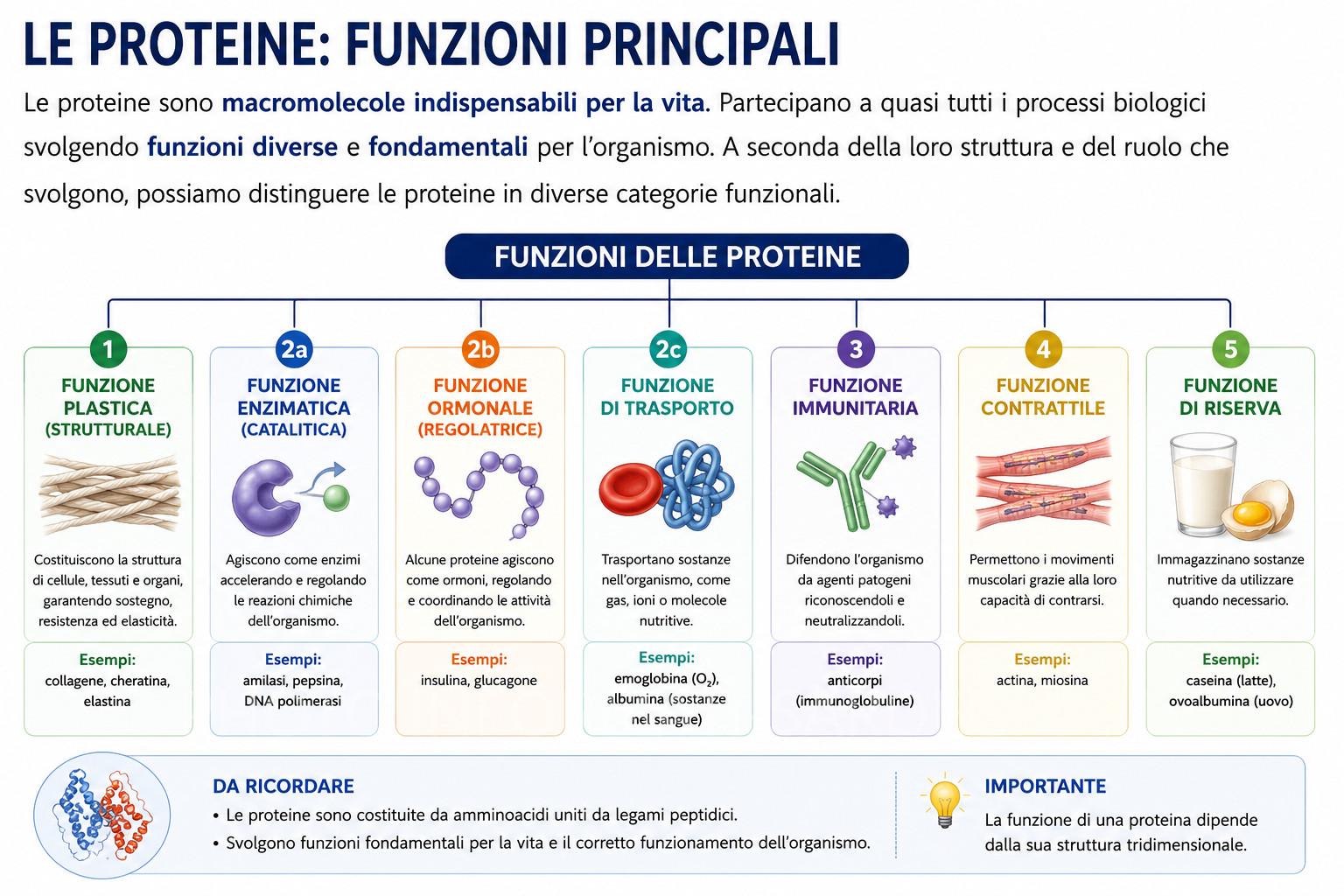 Funzioni principali delle proteine