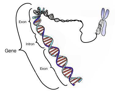 Gene. National Human Genome Research Institute