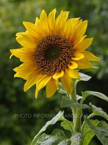 Girasole