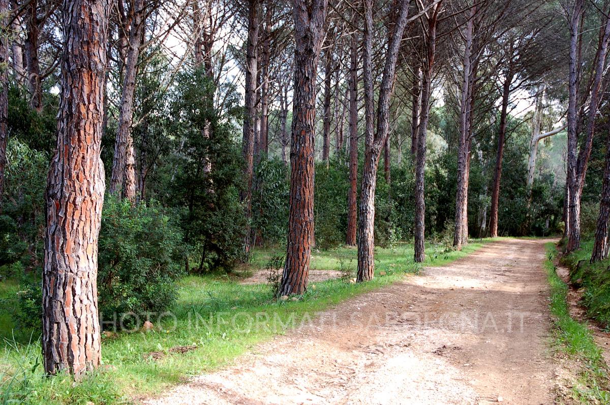 Oasi di Bidderosa