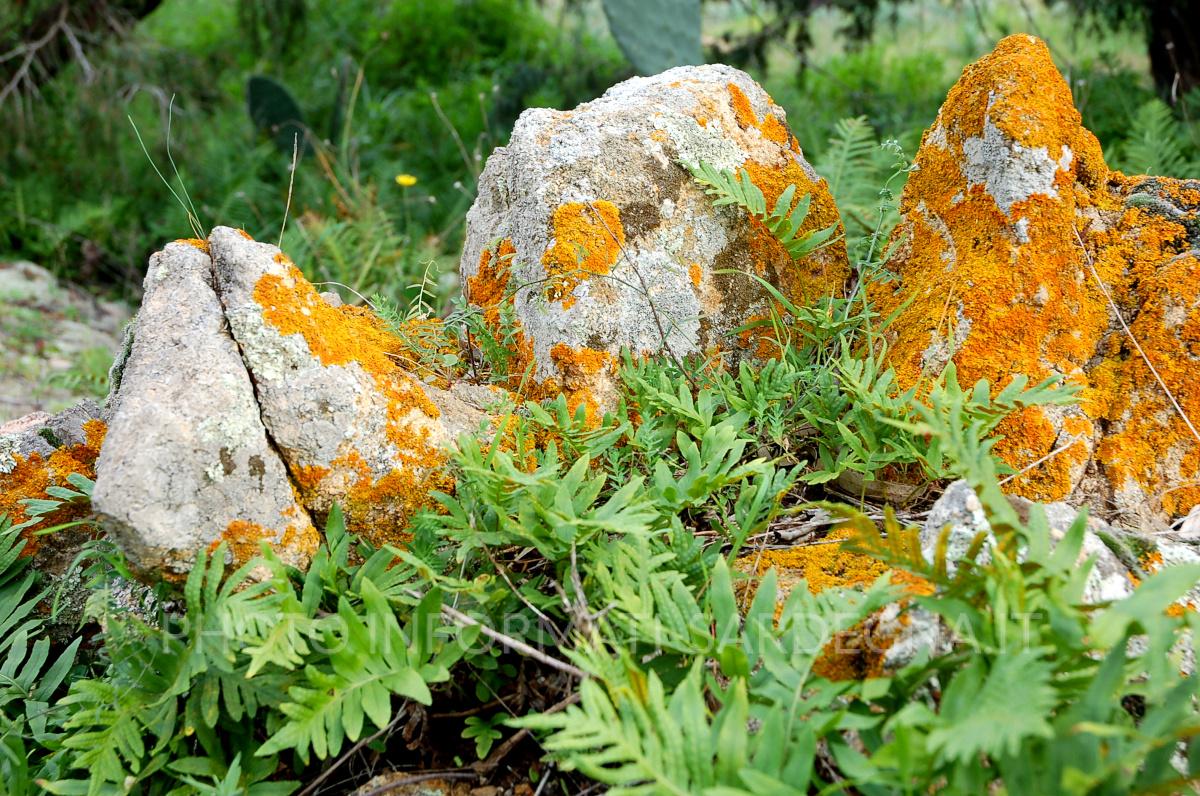 Oasi di Bidderosa