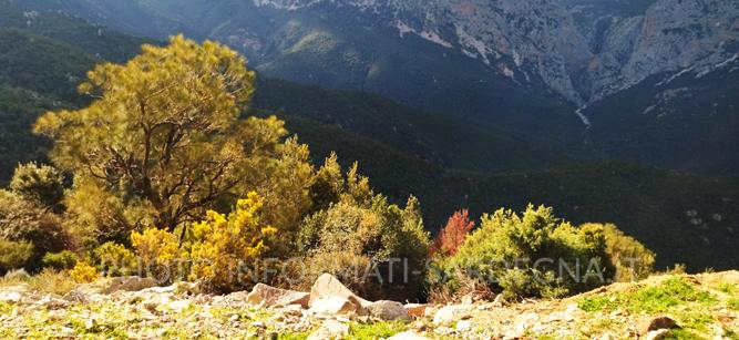 Il Supramonte Montano, Urzulei 