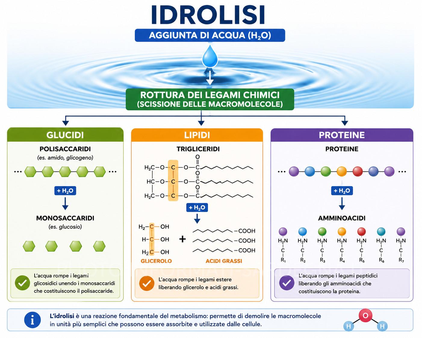 Idrolisi