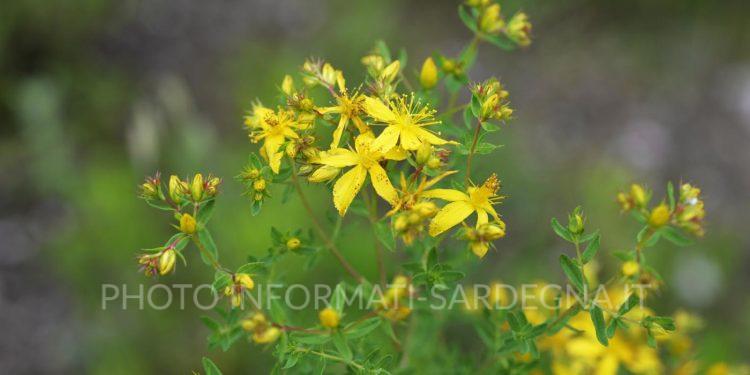 Erba di San Giovanni, l'Iperico