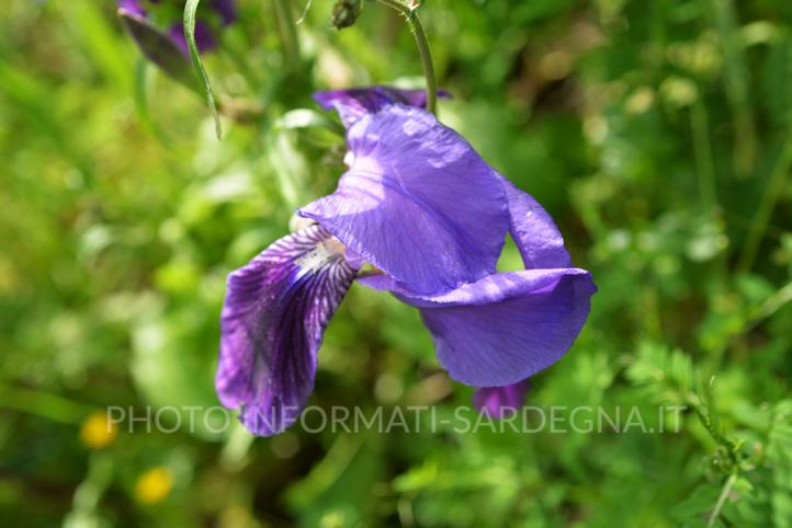 Iris germanica Sardegna