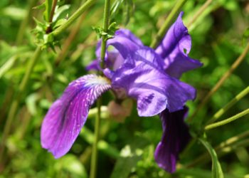 Iris germanica Sardegna