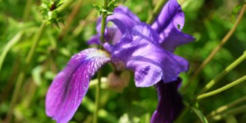 Iris germanica Sardegna