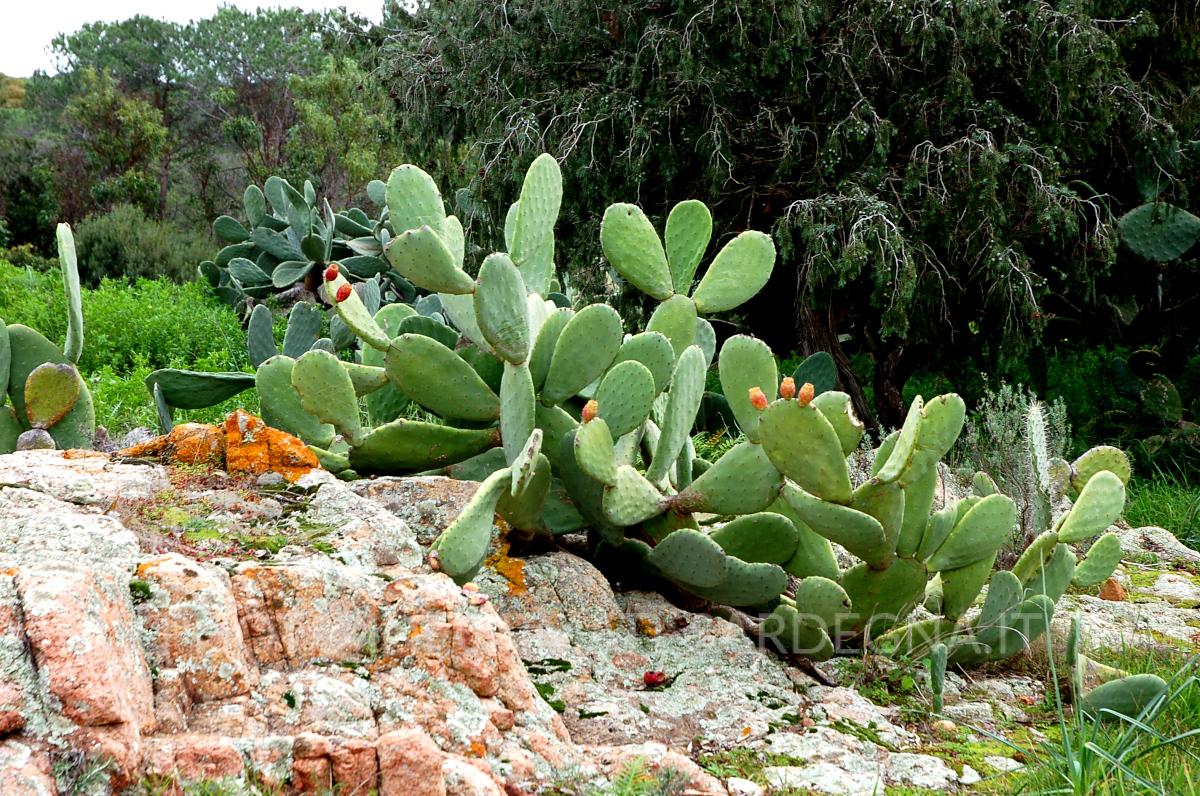 Oasi di Bidderosa