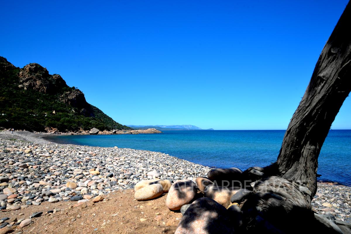 Ginepri e ciottoloni disegnano la battigia. Ogliastra 