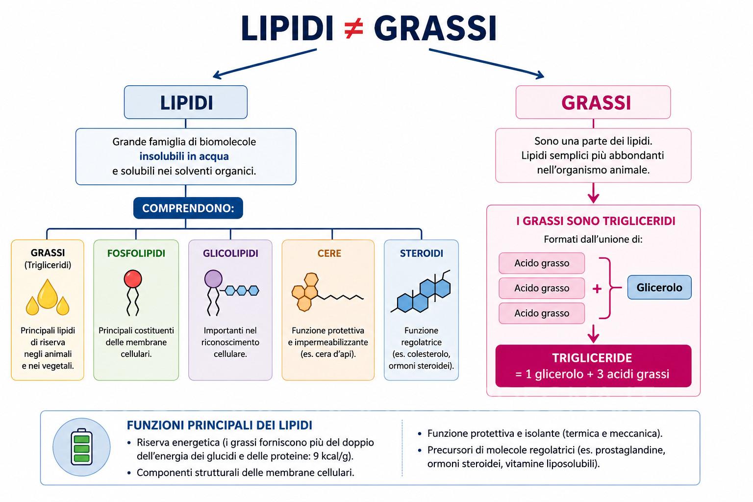 Lipidi e Grassi
