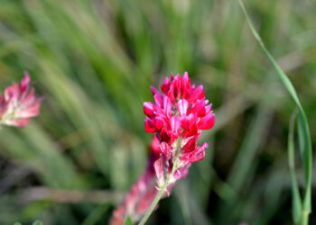 Lupinella comune