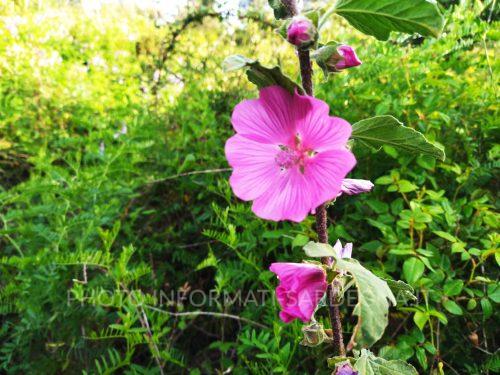 Alcea rosea