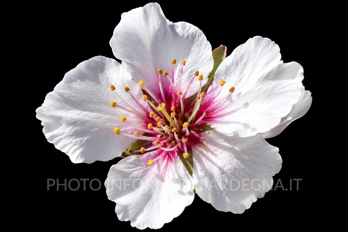 Fiore del mandorlo 