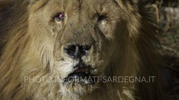 Marjan, il leone di Kabul