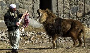Marjan, il leone di Kabul