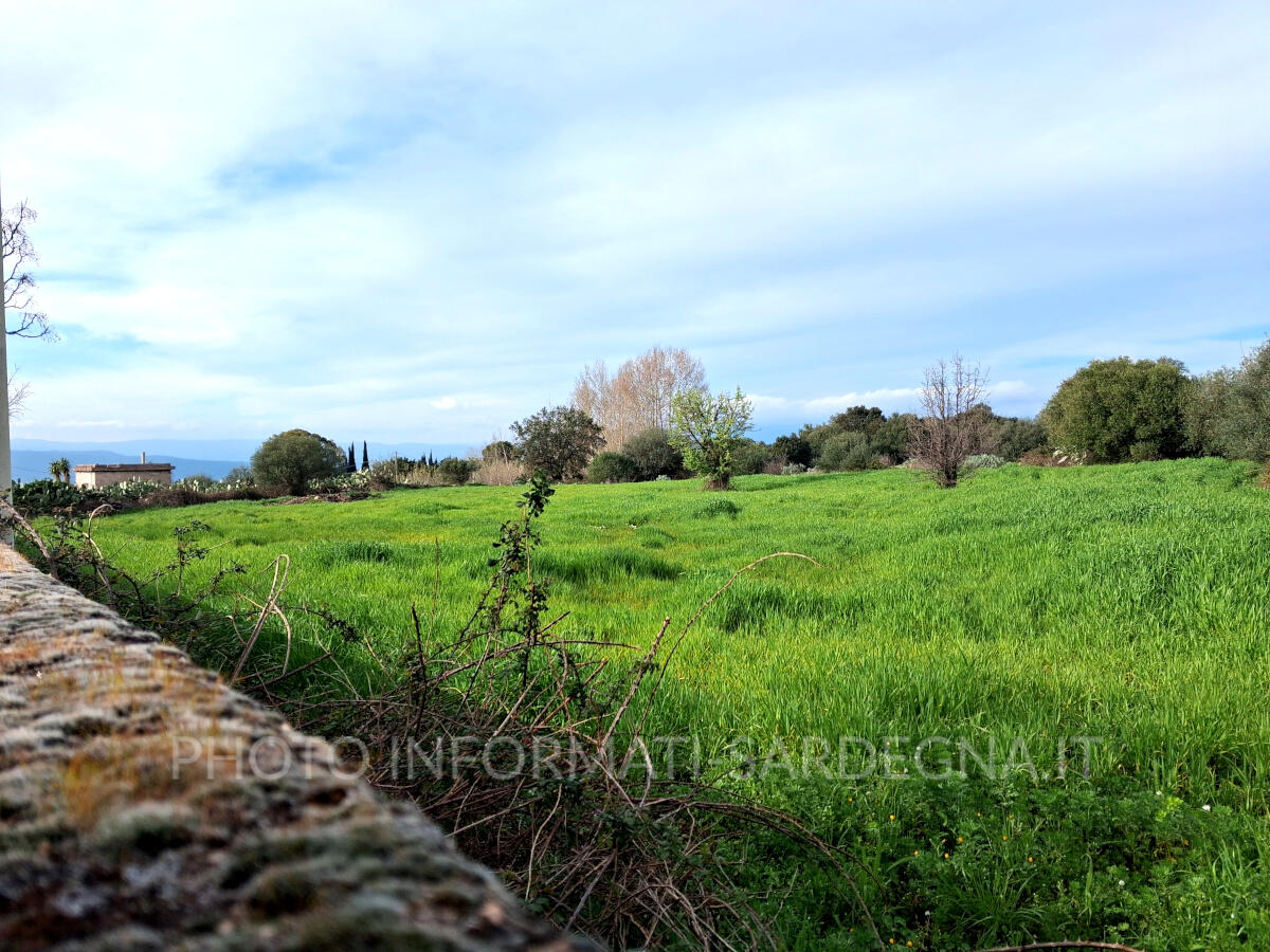 Marzo nelle campagne agricole della Sardegna