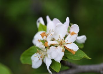 Melo selvatico (Malus sylvestris): caratteristiche, habitat e usi tradizionali