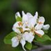 Melo selvatico (Malus sylvestris): caratteristiche, habitat e usi tradizionali