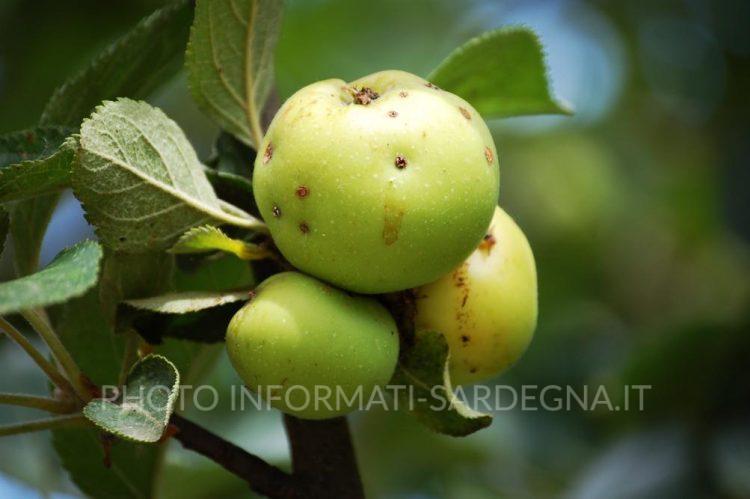 Melo selvatico (Malus sylvestris): caratteristiche, habitat e usi tradizionali