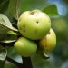 Melo selvatico (Malus sylvestris): caratteristiche, habitat e usi tradizionali
