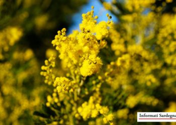 Mimosa