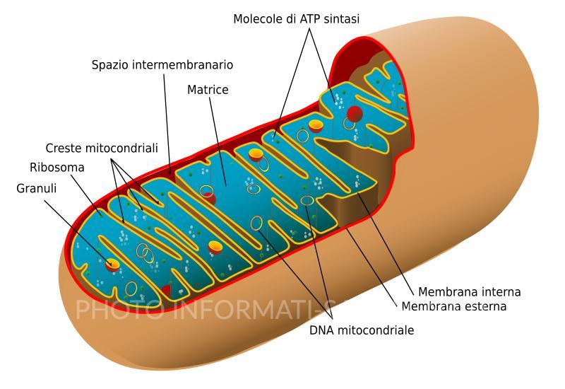 Mitocondrio - Grafica Giac83