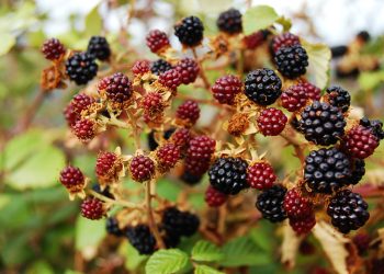 Raccolta delle more selvatiche in Sardegna: quando e come coglierle (luglio-agosto)