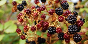 La raccolta delle more selvatiche tra luglio e agosto