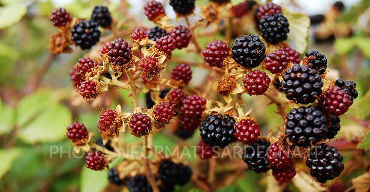Raccolta delle more selvatiche in Sardegna: quando e come coglierle (luglio-agosto)