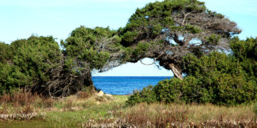 Oasi di Bidderosa