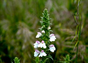 Perlina minore