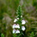 Perlina minore