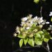 Alberi da frutto della Sardegna: tradizione, varietà e usi