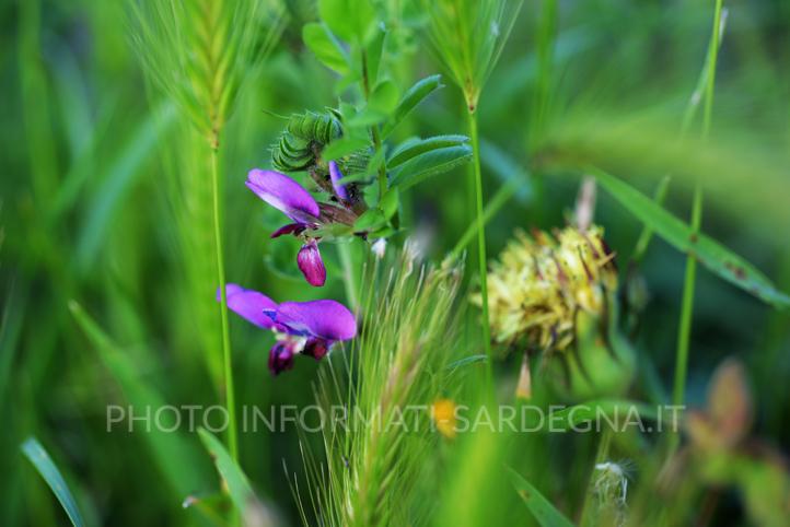 Giaggiolo siberiano ( o Irisi Sibirica)