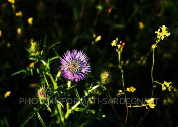 fiordaliso frangiato in Sardegna
