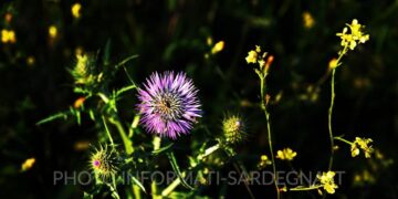 fiordaliso frangiato in Sardegna