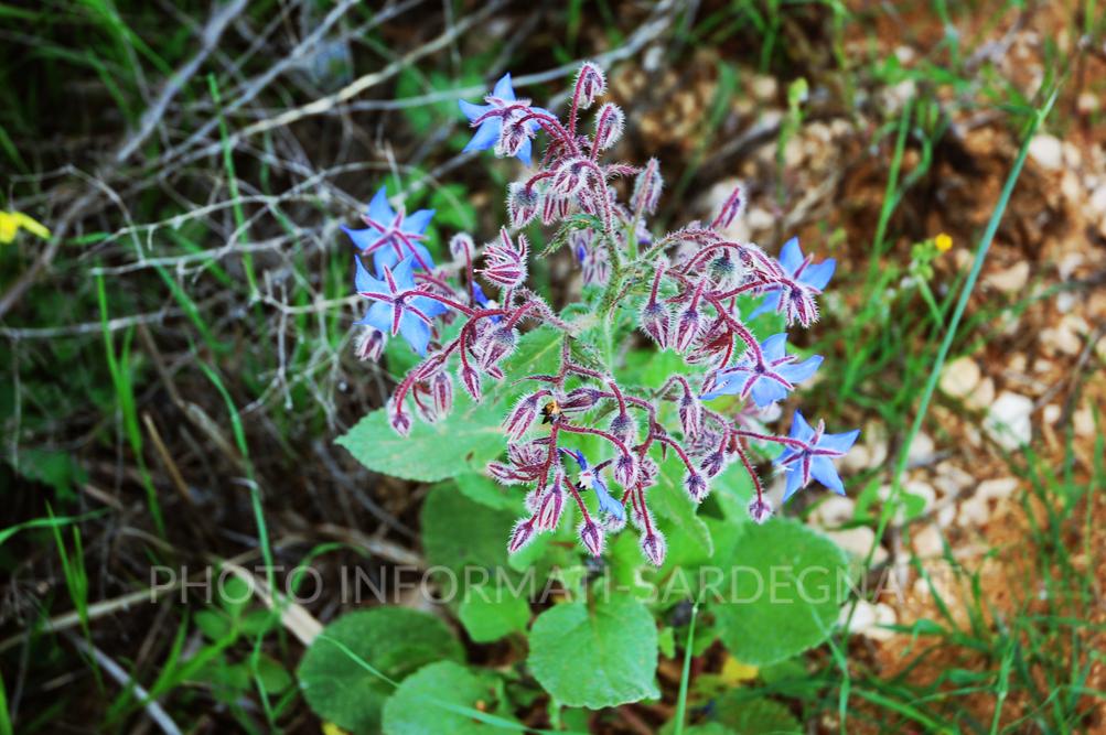 Fiori azzurri di borragine nei campi della Sardegna